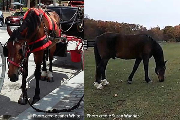 Mark the horse (left) as a former Philadelphia carriage horse and (right) home in his new sanctuary. Photo credits: left - Janet White; right - Susan Wagner