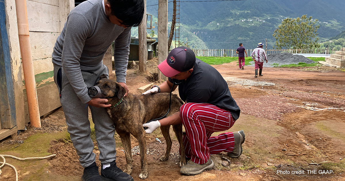 Andres attending to a dog | Photo credit: The GAAP