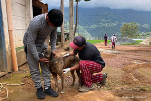 Andres attending to a dog | Photo credit: The GAAP