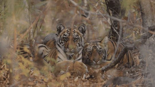 Tigers relaxing | Video credit: cgtoolbox