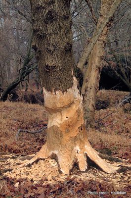Tree gnawed by beavers | Photo credit: John Hadidian