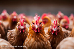 Chickens | Photo credit: juancajuarez, AdobeStock