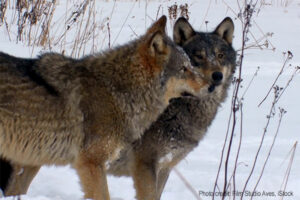Wolves | Credit: Film Studio Aves, iStock