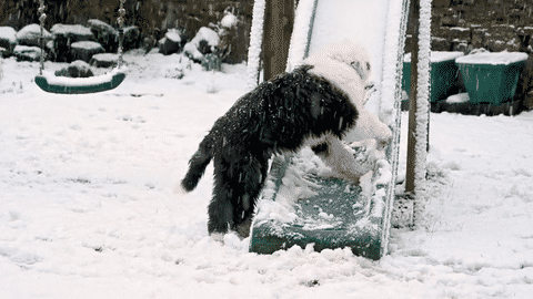 Sheepdog playing in the snow | Credit: Click Studios, Shutterstock