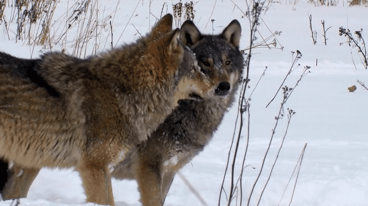 Wolves | Credit: Film Studio Aves, iStock