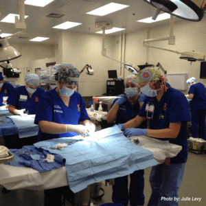 UF cat sterilization clinic | Photo credit: Julie Levy