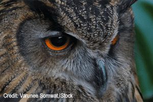 Eurasian Eagle Owl | Video Credit: Varunee Somwat, iStock
