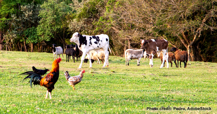Cows and chickens | Photo credit: Pedro, AdobeStock