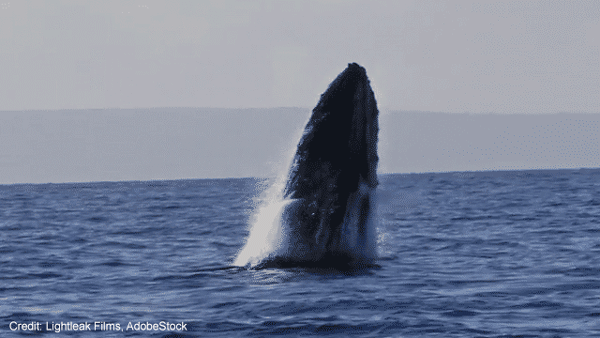 Humpback Whale | Credit: Lightleak Films, AdobeStock