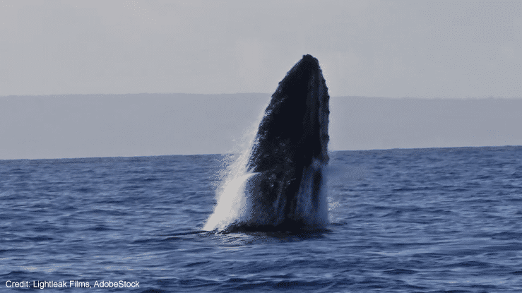 Humpback Whale | Credit: Lightleak Films, AdobeStock