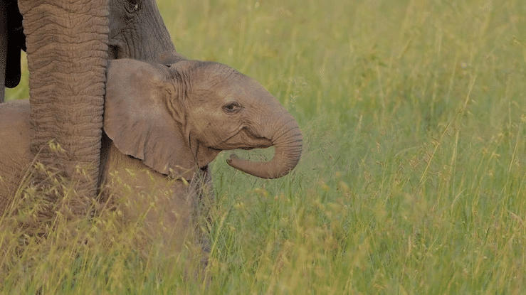 Baby elephant | Credit: Right Cameraman, AdobeStock