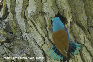 European Roller | Credit: Film Studio Aves, iStock