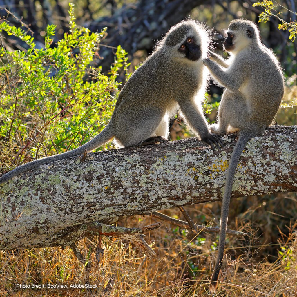 Vervet Monkey | Photo credit: EcoView, AdobeStock
