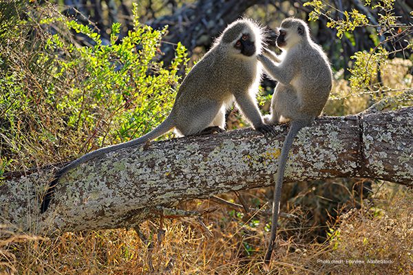 Vervet Monkeys | Photo credit: EcoView, AdobeStock