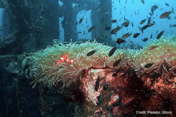 Artificial Coral Reef | Credit: Placebo, iStock