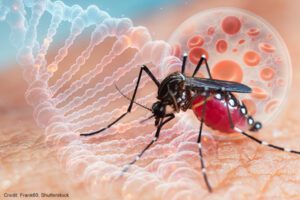 Mosquito | Credit: Frank60, Shutterstock