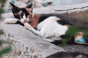 Outdoor cats | Credit: Stock-Enjoy, Shutterstock