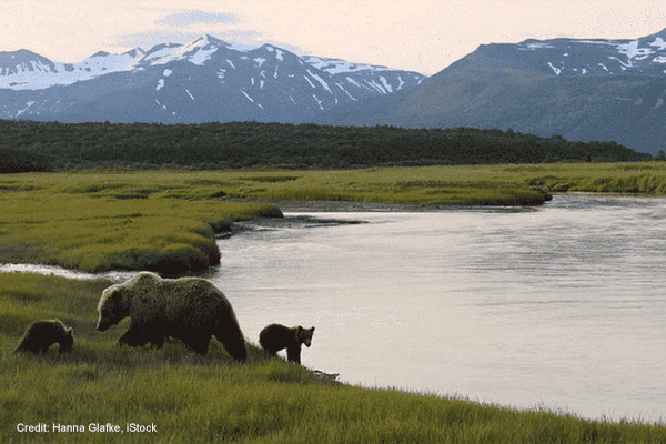 Wild Bear Cubs | Credit: Hanna Glafke, iStock