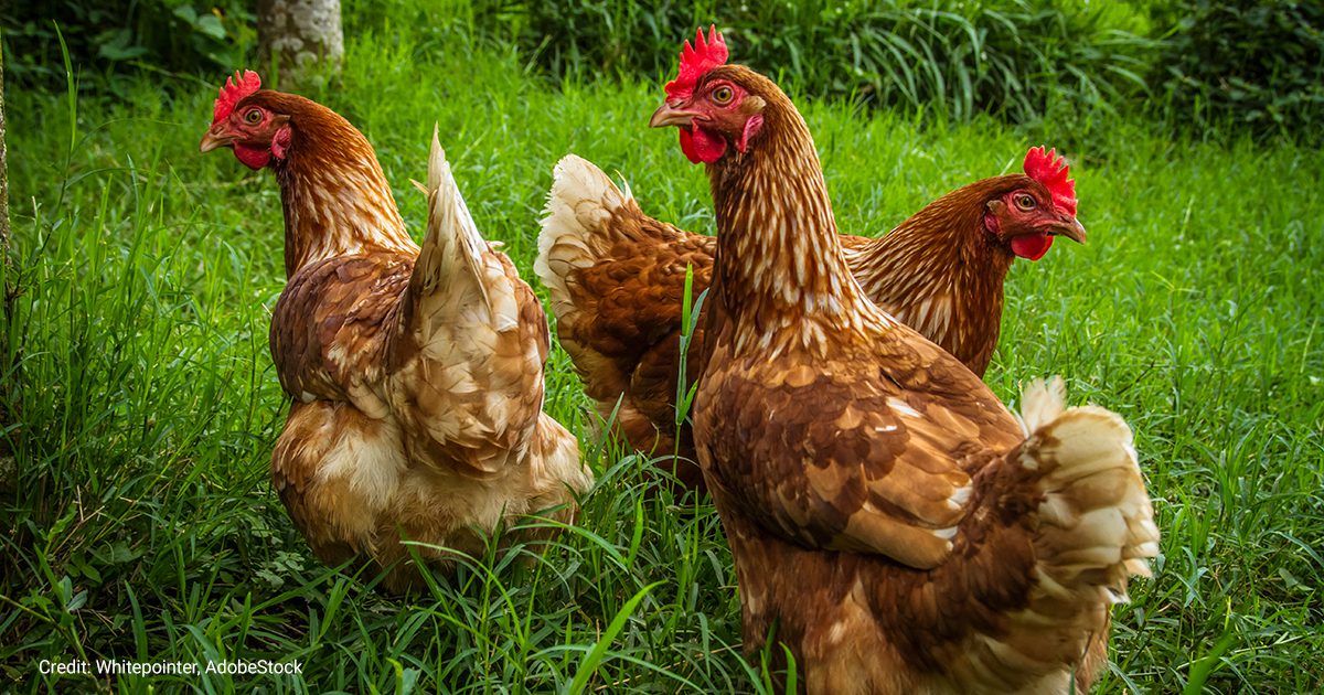 Free range chickens | credit: Whitepointer, AdobeStock