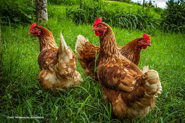 Free range chickens | credit: Whitepointer, AdobeStock