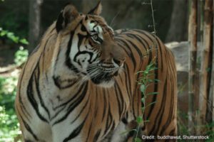 Indonesian tiger | Credit: buddhawut, Shutterstock