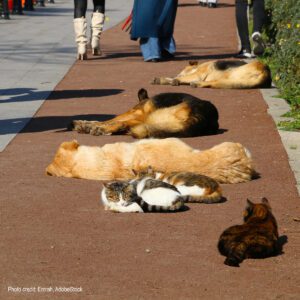 Homeless Dogs Cats Asleep | Photo credit: Emrah, AdobeStock