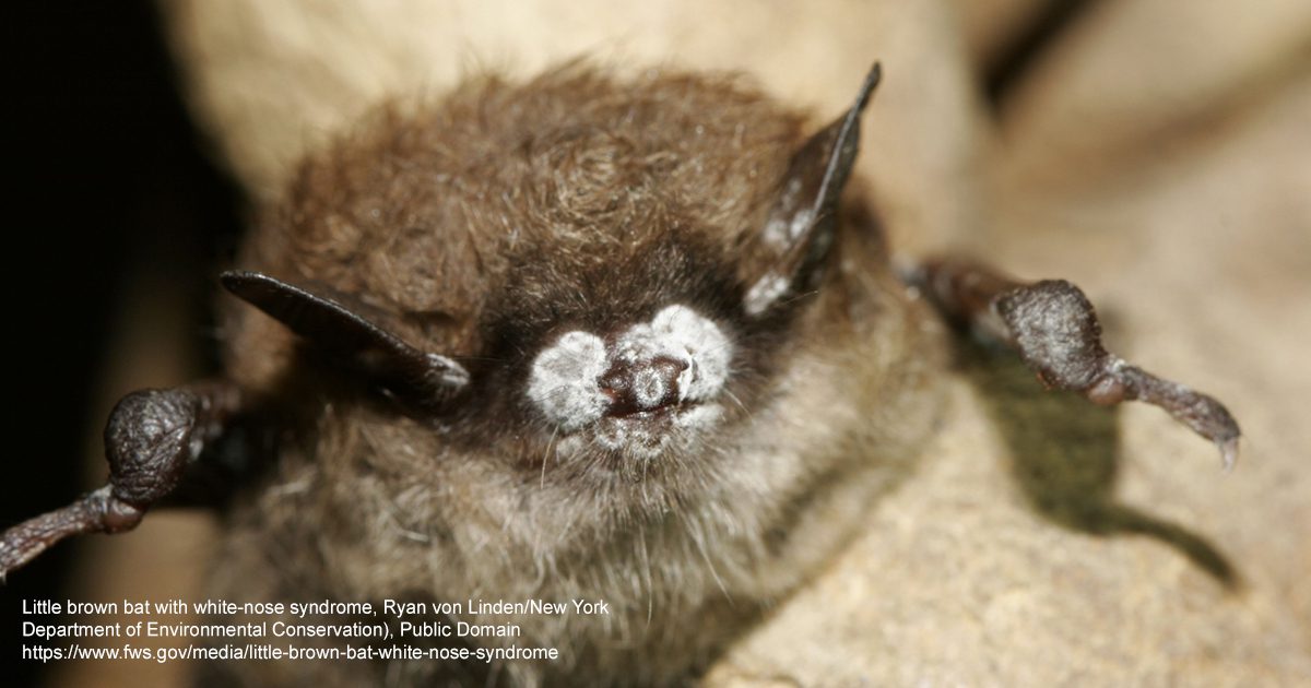 Little brown bat with white-nose syndrome, Ryan von Linden/New York Department of Environmental Conservation), Public Domain, https://www.fws.gov/media/little-brown-bat-white-nose-syndrome