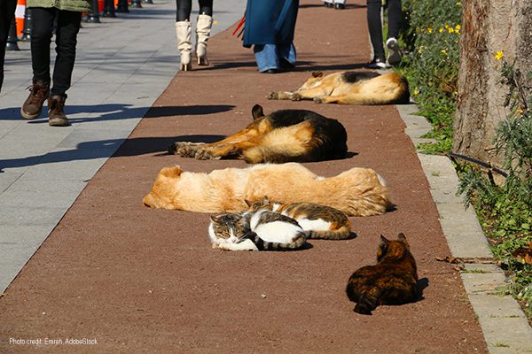 Homeless Dogs Cats Asleep | Photo credit: Emrah, AdobeStock