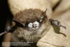 Little brown bat with white-nose syndrome, Ryan von Linden/New York Department of Environmental Conservation), Public Domain, https://www.fws.gov/media/little-brown-bat-white-nose-syndrome