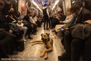 Istanbul's commuter Street dog, Boji, becomes internet sensation | Photo credit: Chris McGrath, Getty Images News via Getty Images