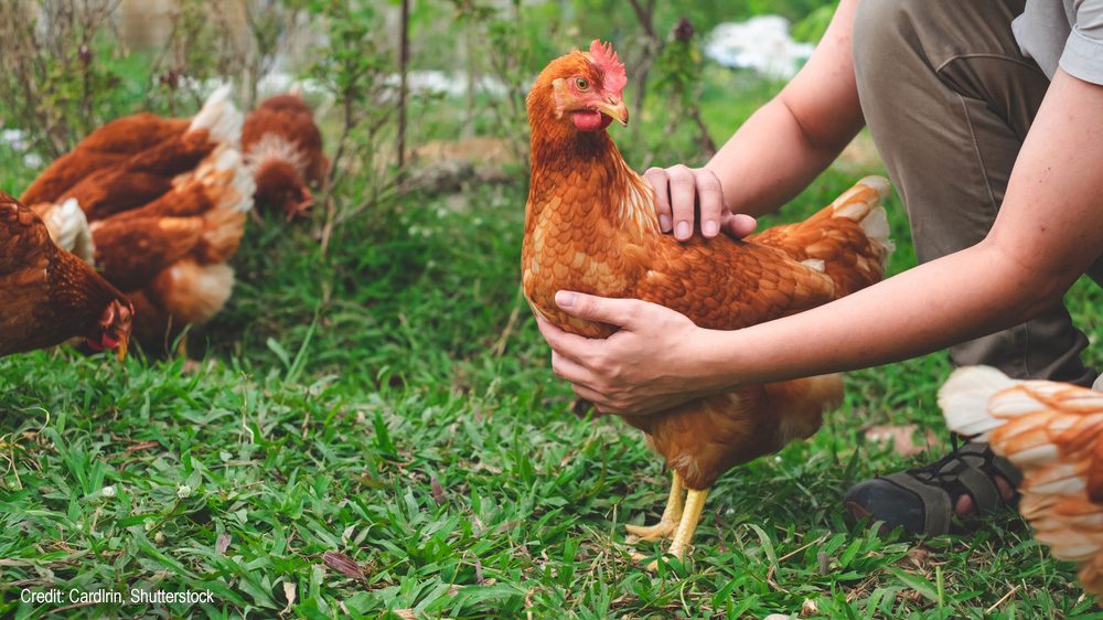 Eco-friendly farm | Credit: Cardlrin, Shutterstock