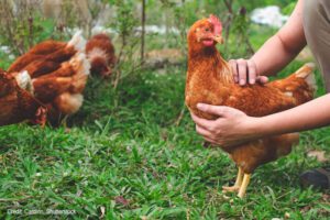 Eco-friendly farm | Credit: Cardlrin, Shutterstock