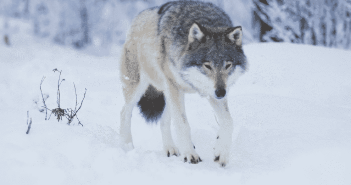 Lone wolf | Credit: Twitchy Films, AdobeStock