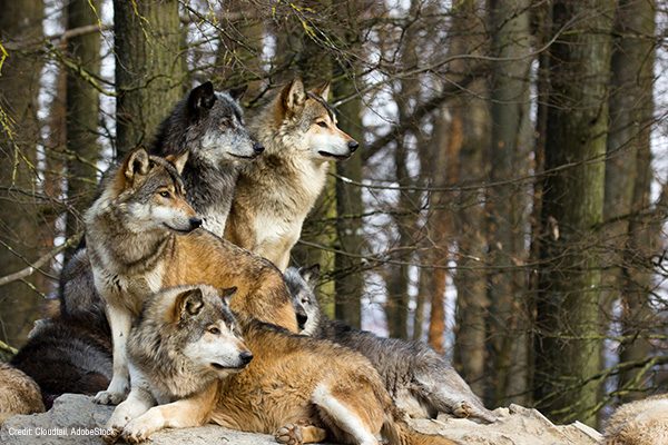 Wolf pack | Credit: Cloudtail, AdobeStock