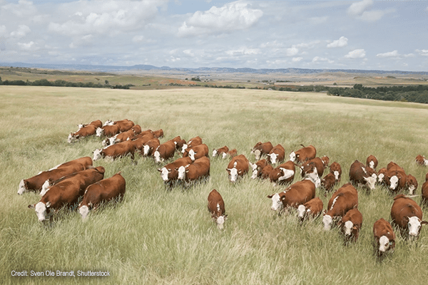 Dairy cows | Credit: Sven Ole Brandt, Shutterstock