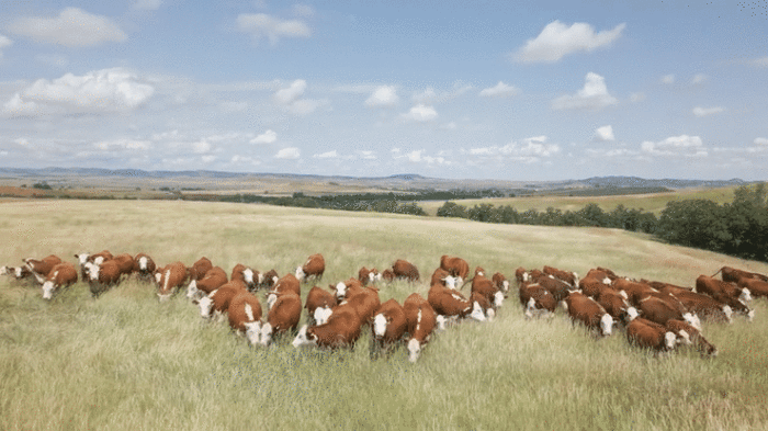 Dairy cows | Credit: Sven Ole Brandt, Shutterstock