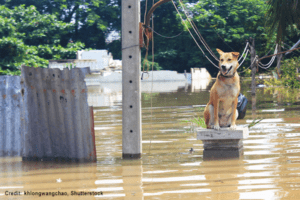 Dog stranded in flood waters | Credit: khlongwangchao, Shutterstock