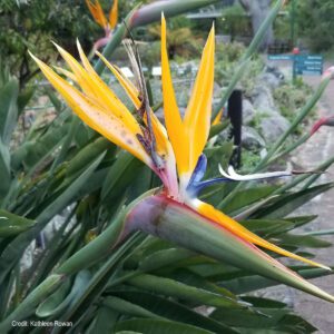 Kirstenbosch National Botanical Garden, Cape Town, South Africa | Photo credit: Kathleen Rowan