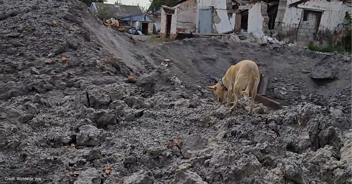 Dog in Ukraine | Credit: Worldwide Vets