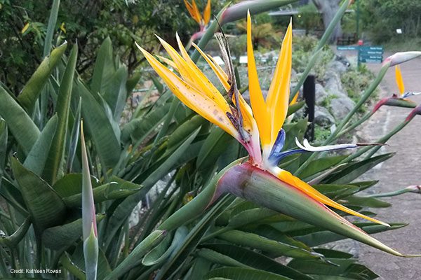 Kirstenbosch National Botanical Garden, Cape Town, South Africa | Photo credit: Kathleen Rowan