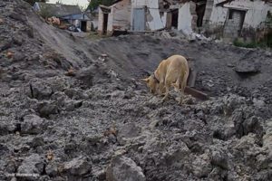 Dog in Ukraine | Credit: Worldwide Vets