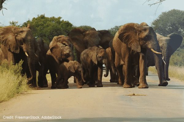 Elephants | Credit: FreemanStock, AdobeStock