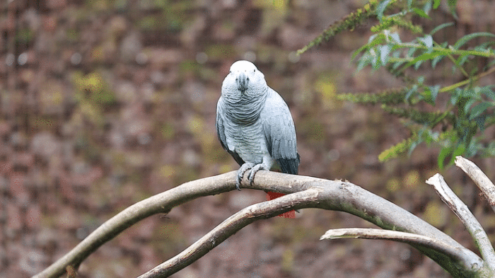 African Grey Parrot | Credit: bensib, iStock