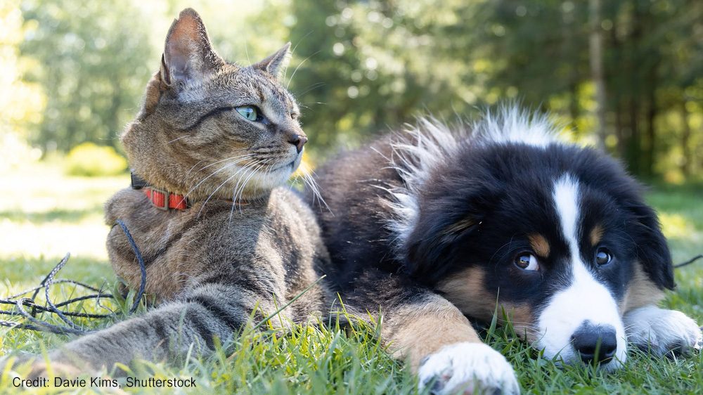 Cat and dog | Credit: Davie Kims, Shutterstock