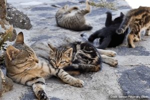 Cats | Credit: Semyon Polyanskiy, iStock