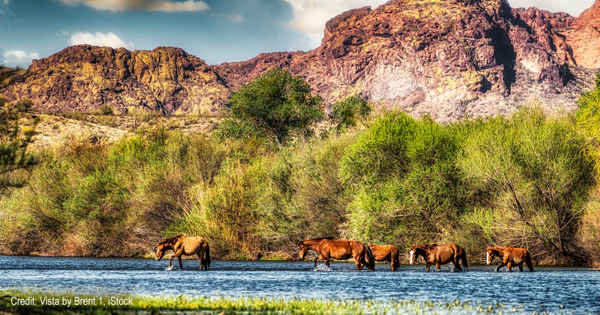 Wild horses | Credit: Vista by Brent 1, iStock