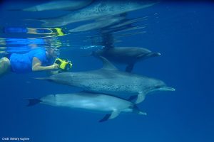 Denise Herzing with Atlantic Spotted dolphins and underwater video camera in the Bahamas. Wild Dolphin Project, Photo credit: Bethany Augliere.