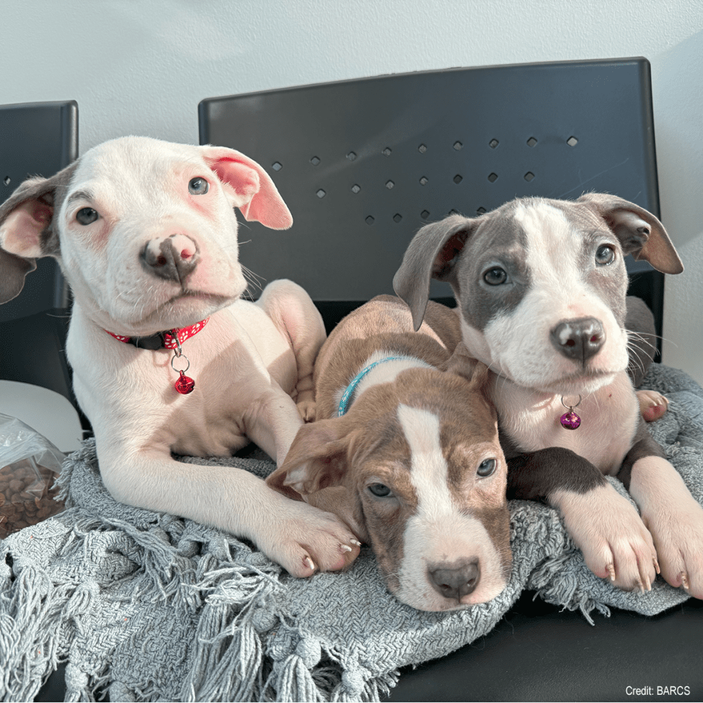 Dogs | Credit: BARCS