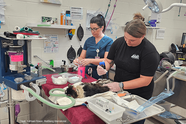 BARCS Surgery Prep | Credit: Kathleen Rowan, WellBeing International