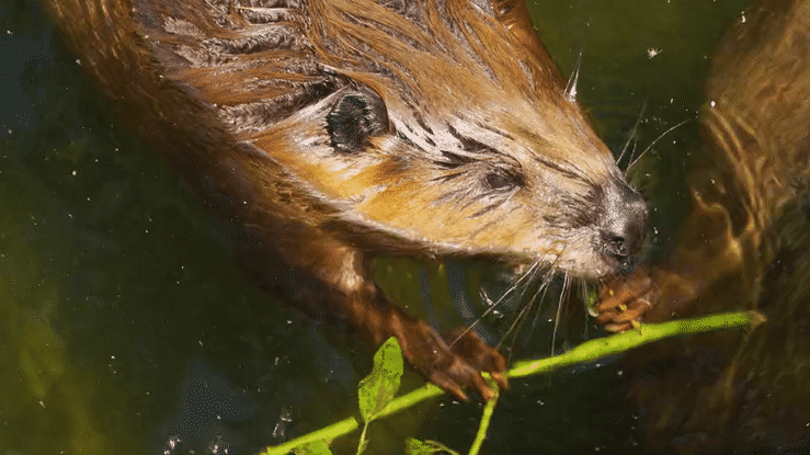 Beaver | Credit: Stefan Krisa, iStock